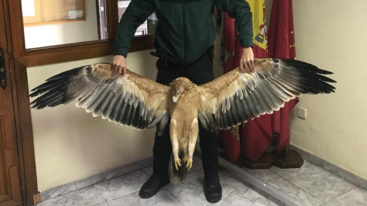 Investigan la muerte de aves protegidas electrocutadas en tendidos eléctricos.