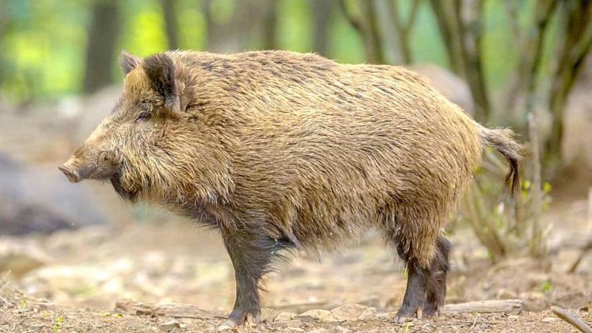 Jabalí en su medio natural.