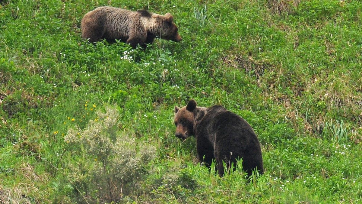  Una Pareja de osos, en una imagen de archivo