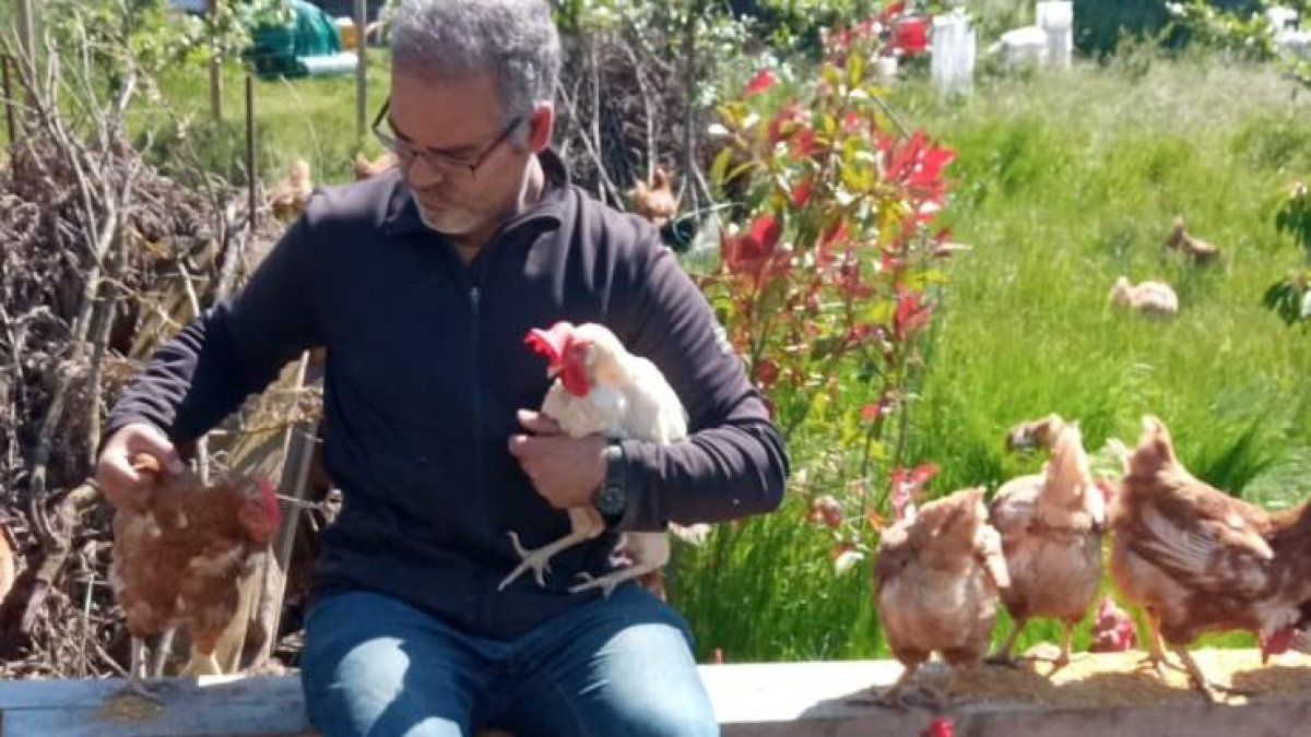 Javier Saiz recibirá el nuevo lote de 980 gallinas.