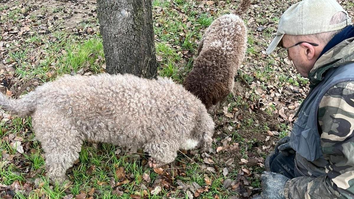 Cosecha de trufa negra ecológica de un vivero provincial de Castilla y León.
