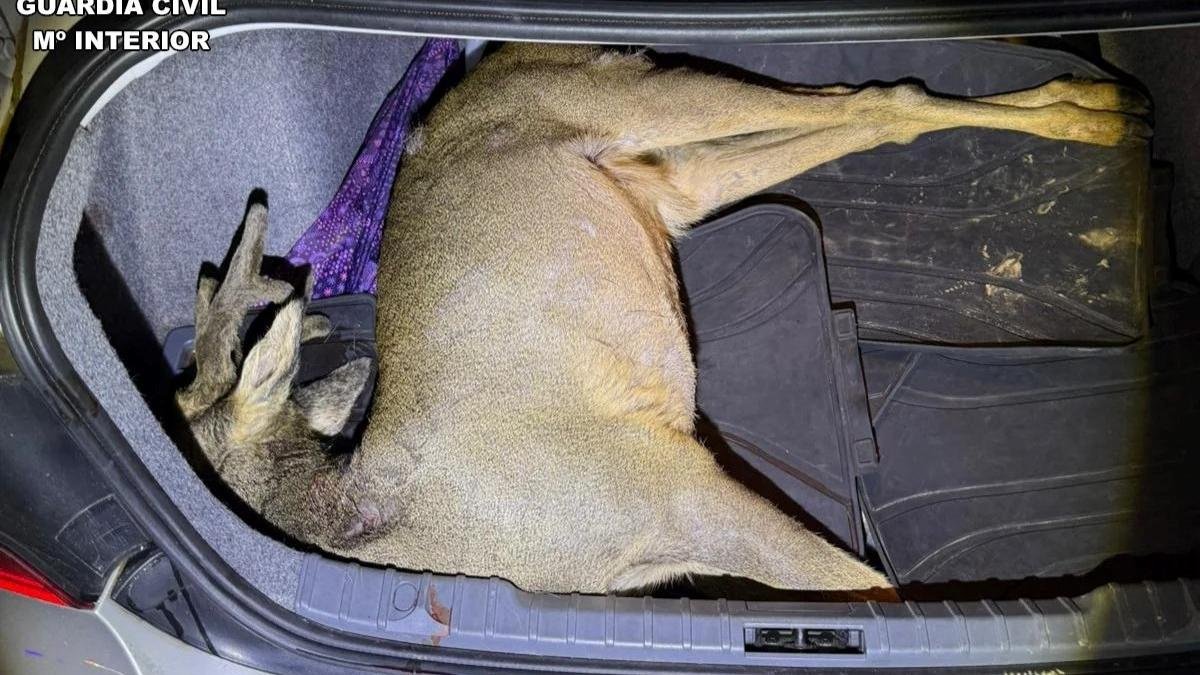 Corzo encontrado en el interior de un maletero.
