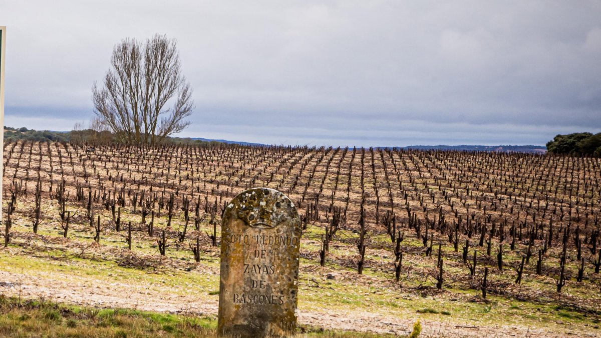 La superficie asegurada de uva de vino hasta el momento en Castilla y León es de más de 34.300 hectáreas.