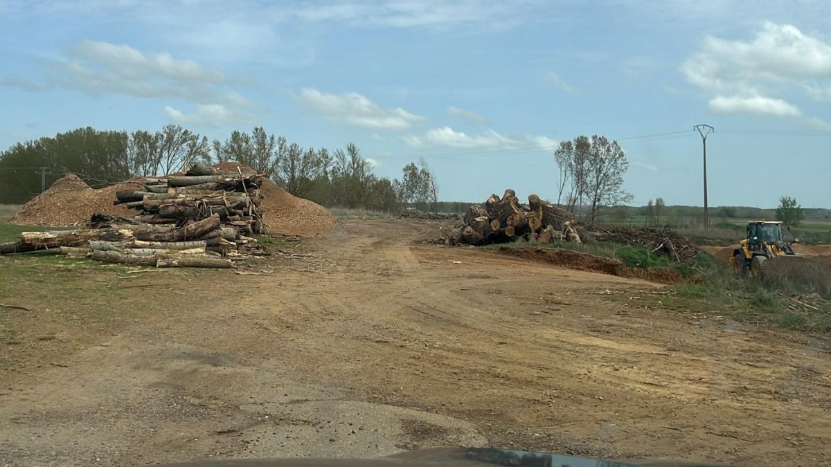 Árboles talados en el canal de Castilla, en el tramo de Palencia.