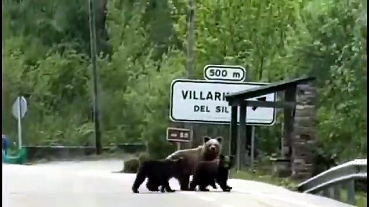 Los vecinos de Villarino del Sil (León) vuelven a ver deambular a la osa con varios oseznos.-LA 8 BIERZO