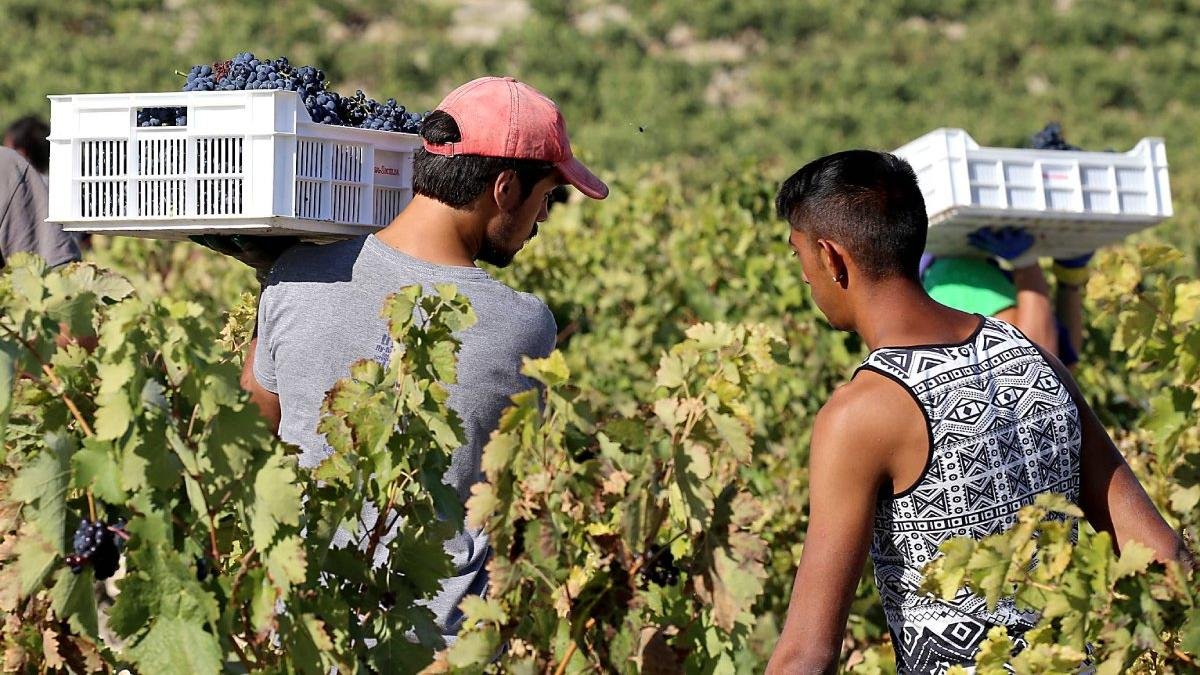 Jornaleros recogen uva en una campaña de vendimia en un majuelo de la Ribera del Duero.