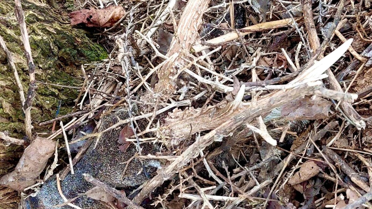 Cabeza de corzo encontrada en la investigación.