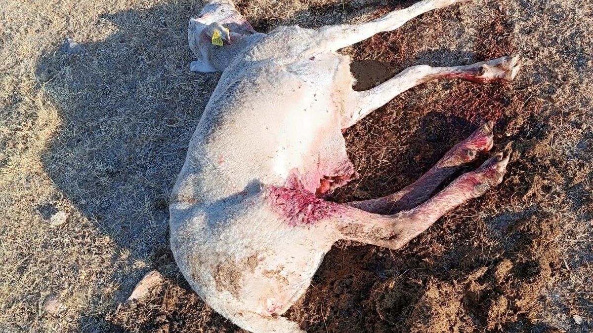 Una de las ovejas atacadas por los lobos