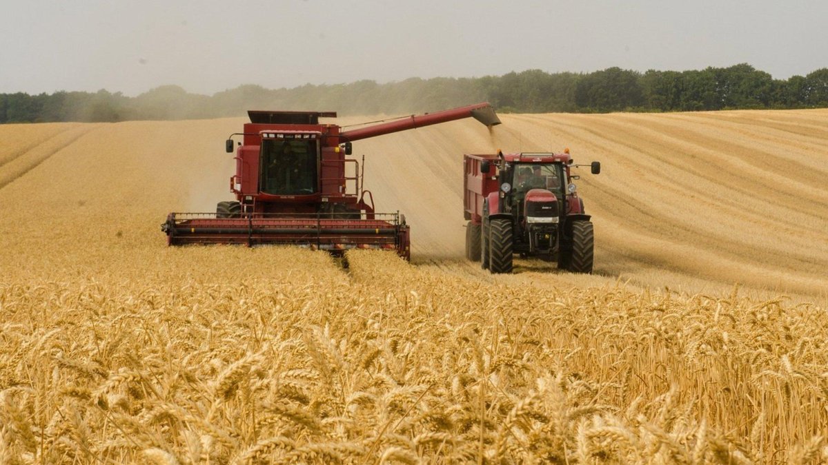 Un agricultor cosecha en el campo