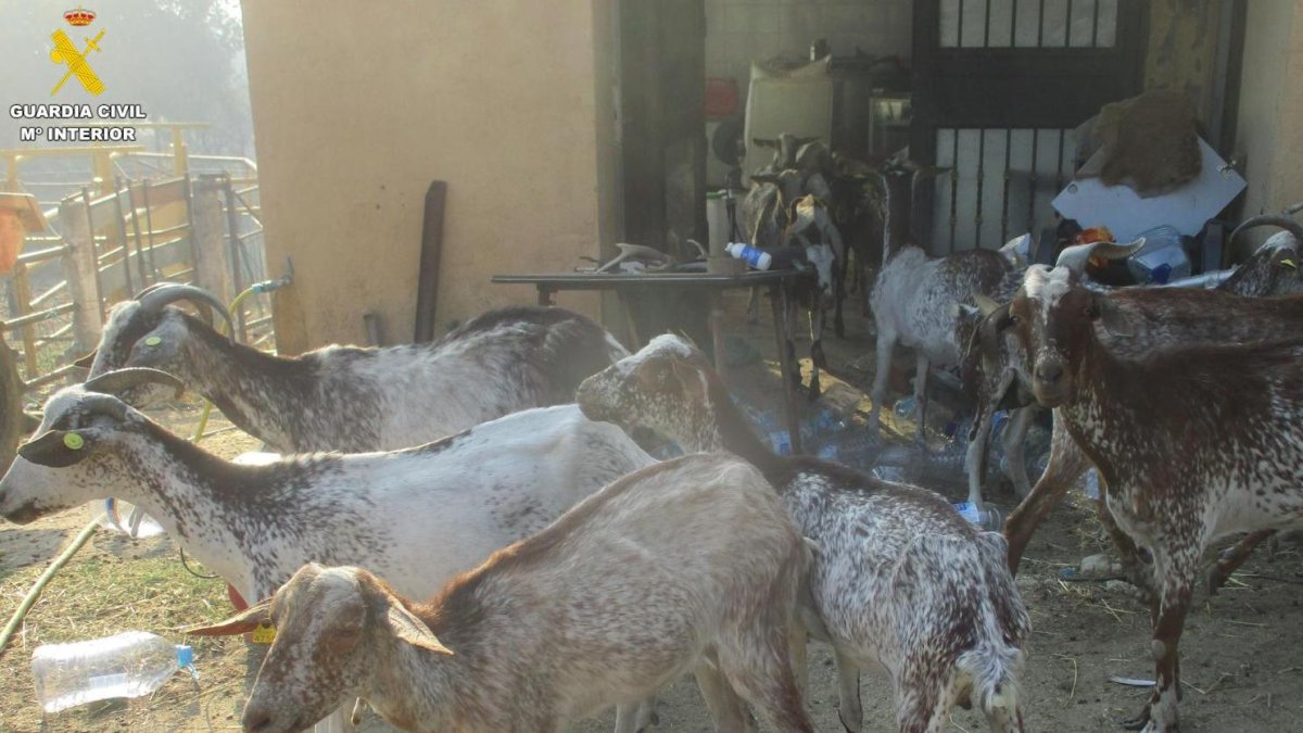 Cabras abandonadas en El Tiemblo, Ávila.