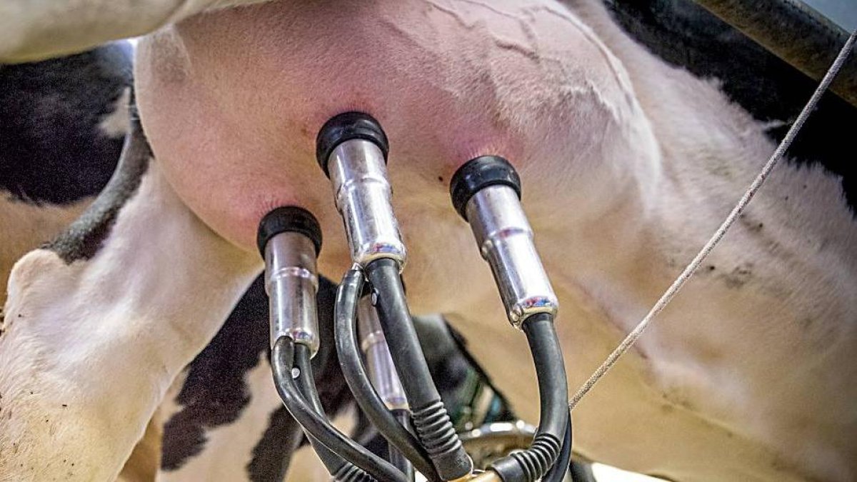 Extracción de la leche de vaca en una sala de ordeño.