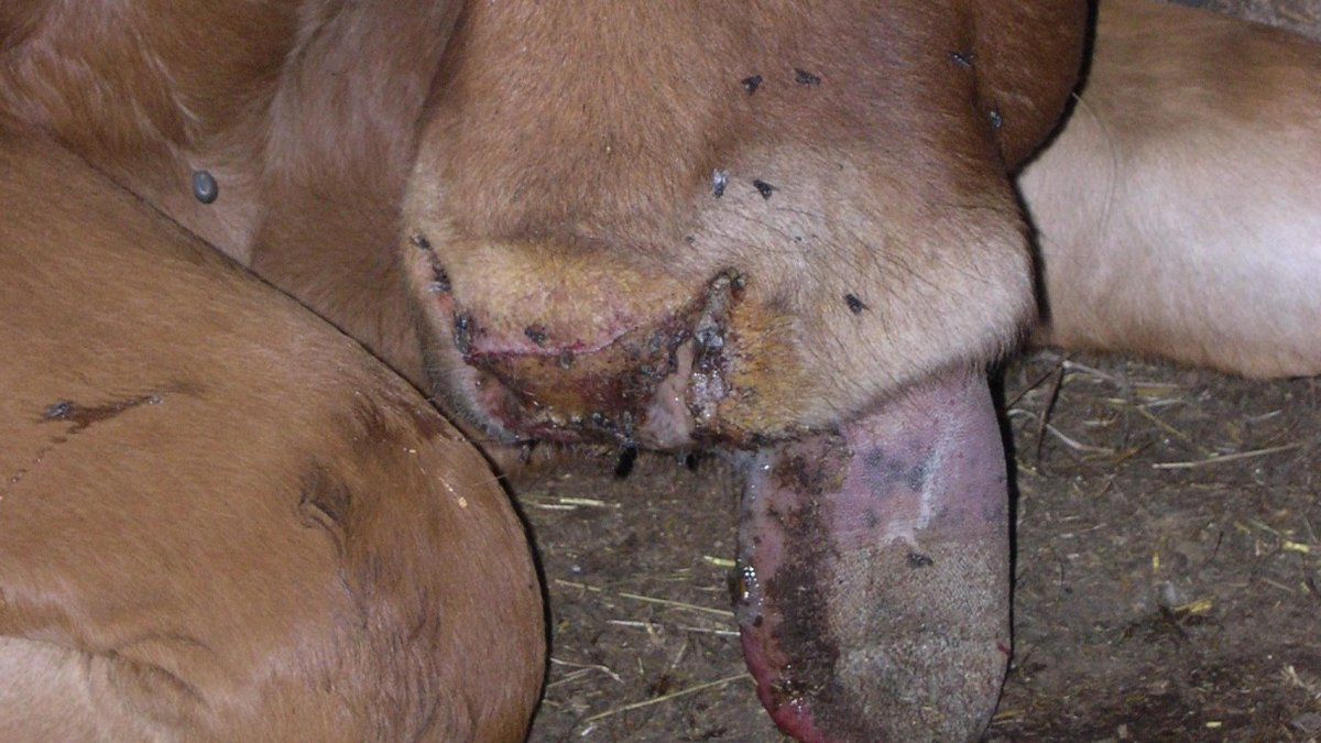 Una vaca con la enfermedad de lengua azul.