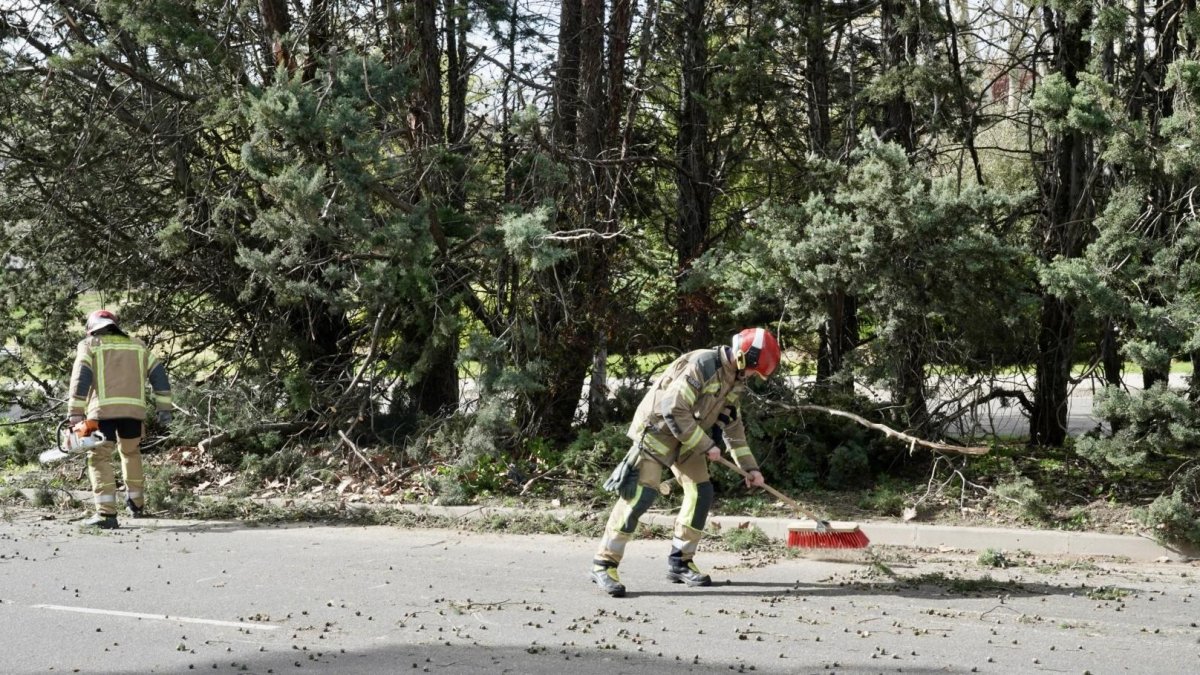 Los bomberos retiran un árbol caído por el viento en Valladolid