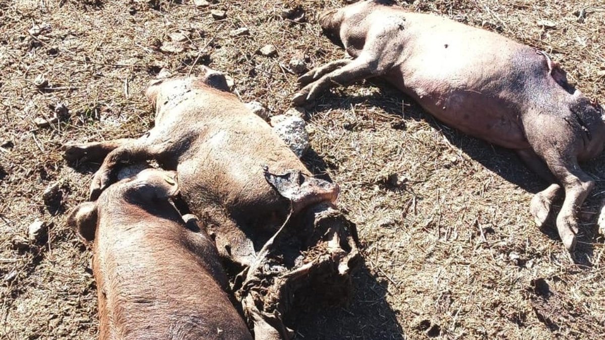 Cerdos muertos por un ataque de lobo en una explotación en Salamanca