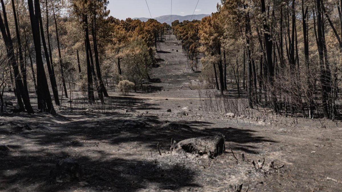 Municipio de la La Adrada (Ávila) tras el paso del incendio de Burgohondo