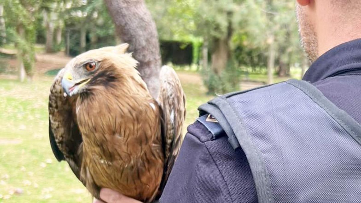 Ejemplar de Águila Calzada en el Jardín de la Viña.