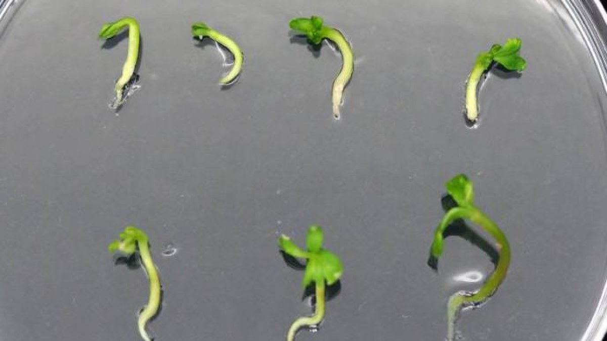 Brotes de fresno en una placa de laboratorio.