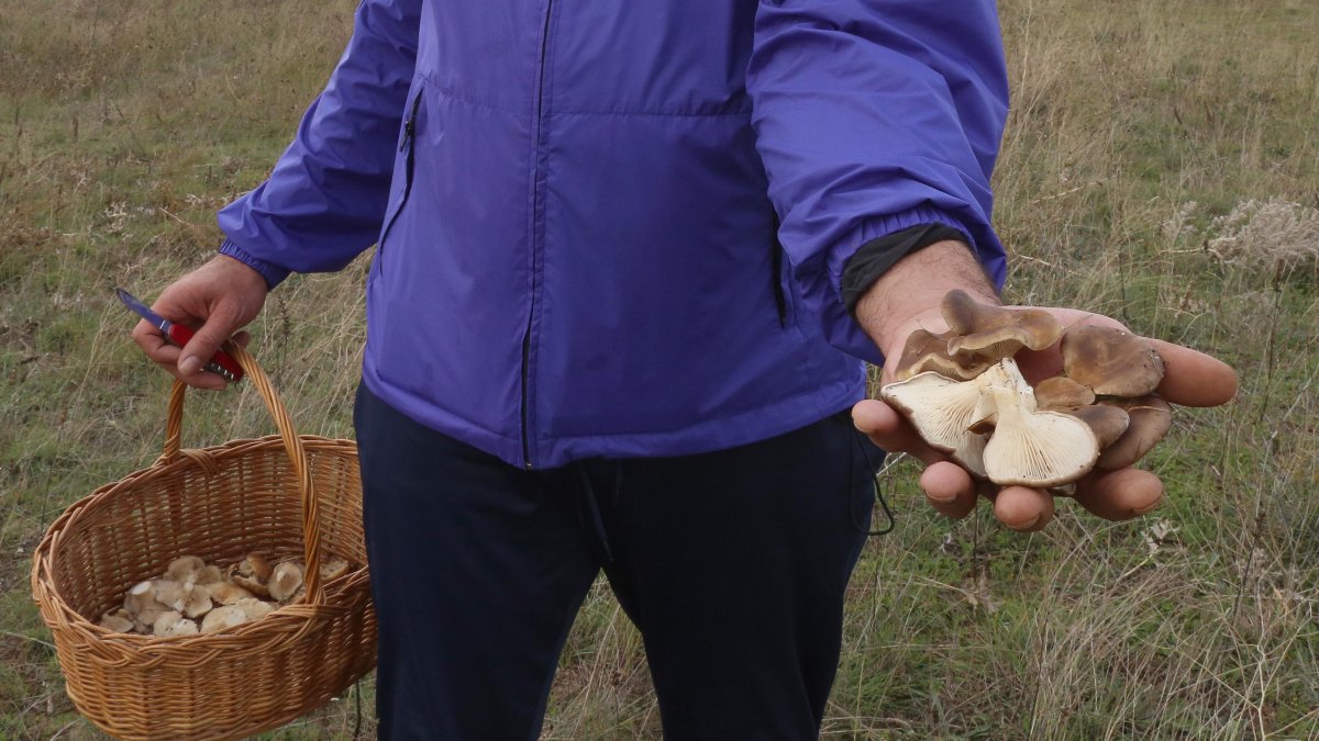 Un setero con una cesta de mimbre recoge setas de cardo