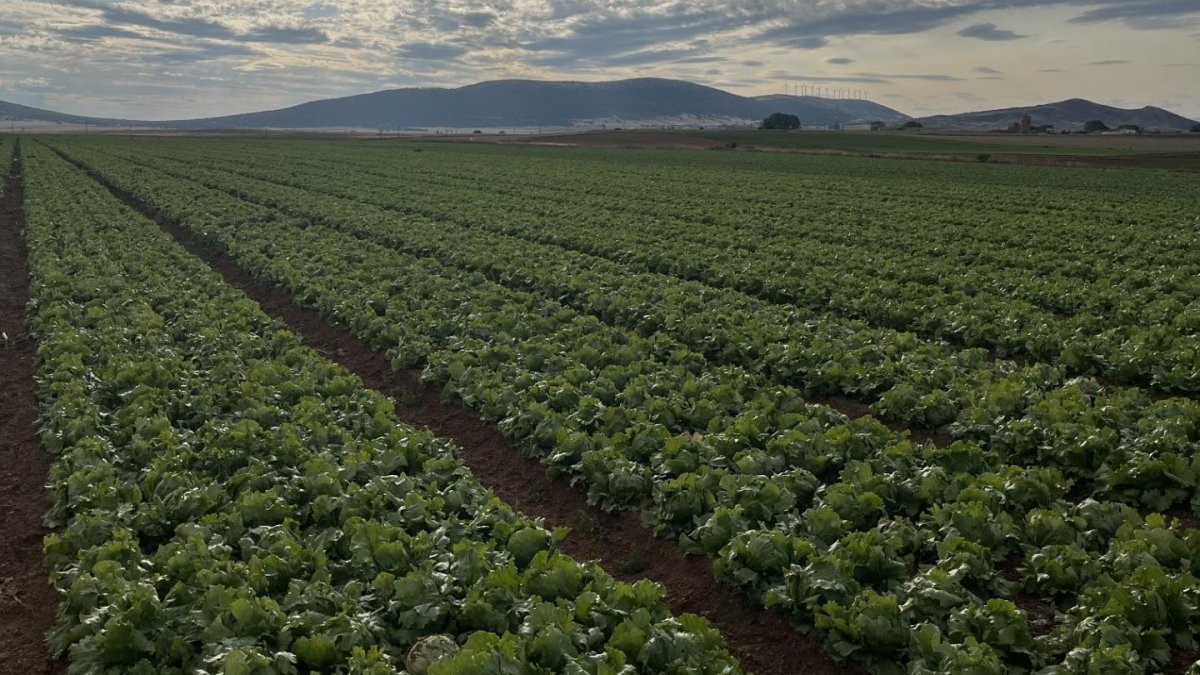 Florette acaba de concluir su campaña superando las altas temperaturas que han marcado este verano