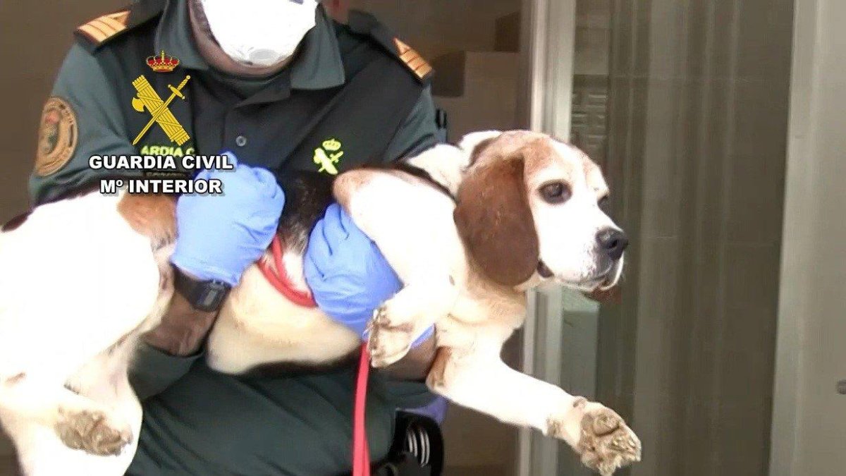 Un agente con uno de los perros rescatados del conocido como 'criadero de los horrores' de Melgar (Burgos).