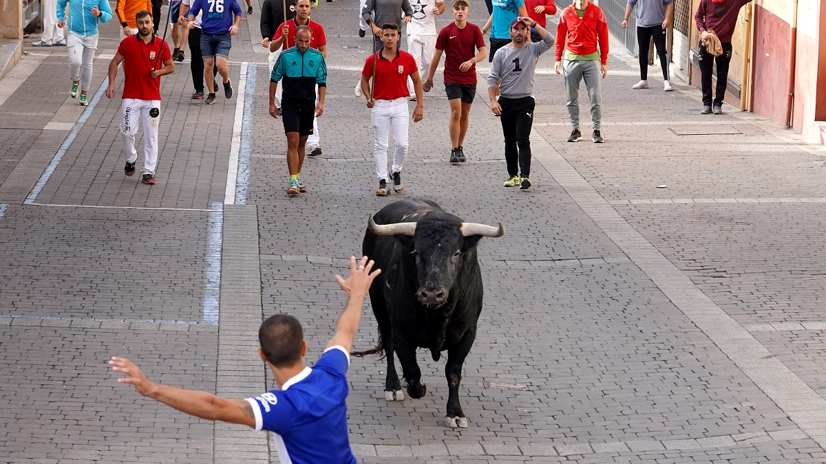 La villa de Cuéllar celebra el tercer encierro de sus fiestas en honor a la Virgen del Rosario, con toros de la ganadería de Fuente Ymbro.- ICAL