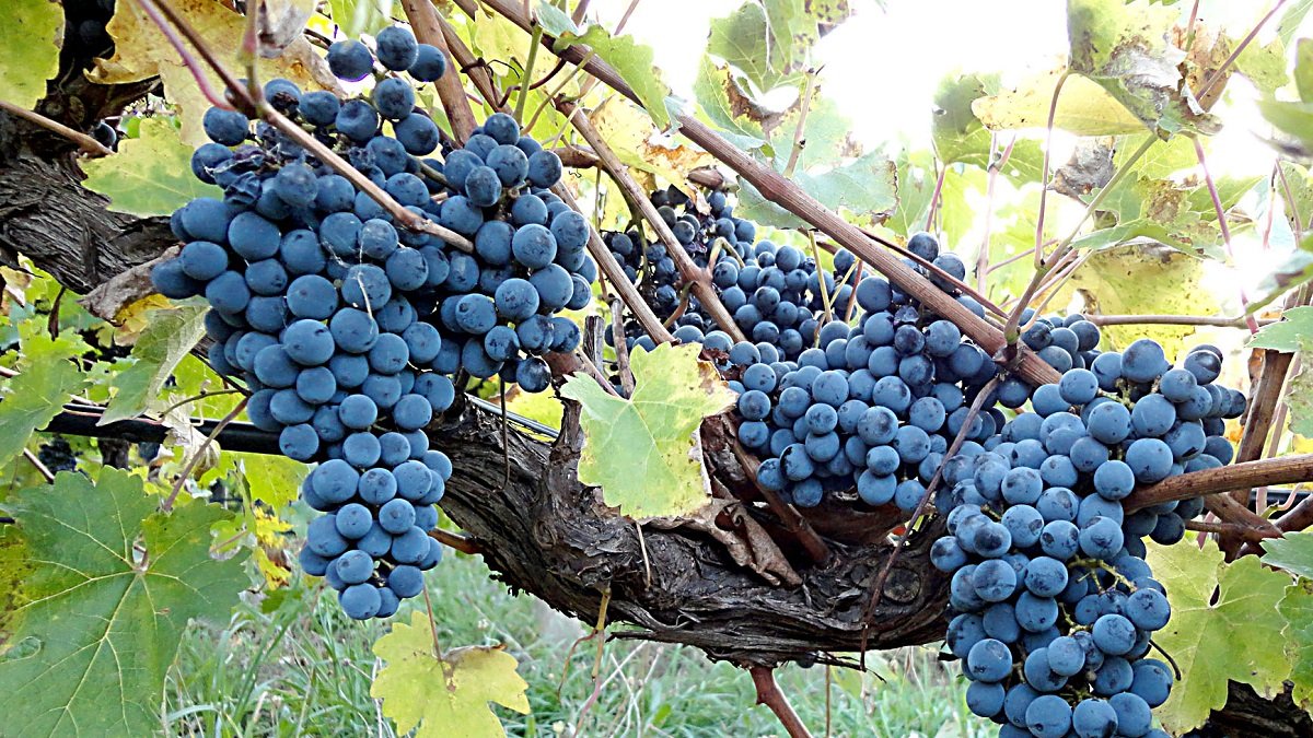 Racimos de uvas tintas en una explotación vitivinícola - PQS / CCO
