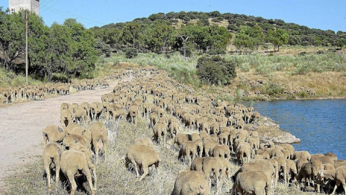 Ovejas merinas en Ávila pastando junto a un pantano.- ICAL