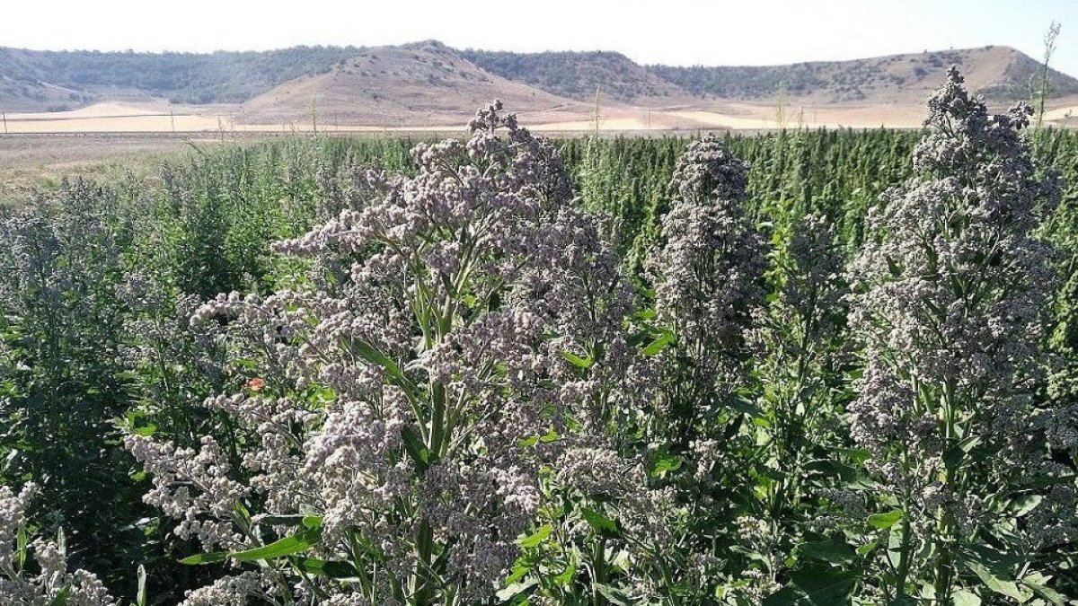 Un campo de quinoa en la provincia palentina durante los últimos coletazos de la campaña.  ITAGRA