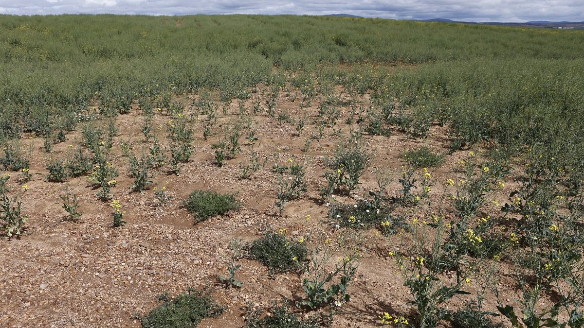 Campos de cultivo afectados por la sequía. - ICAL