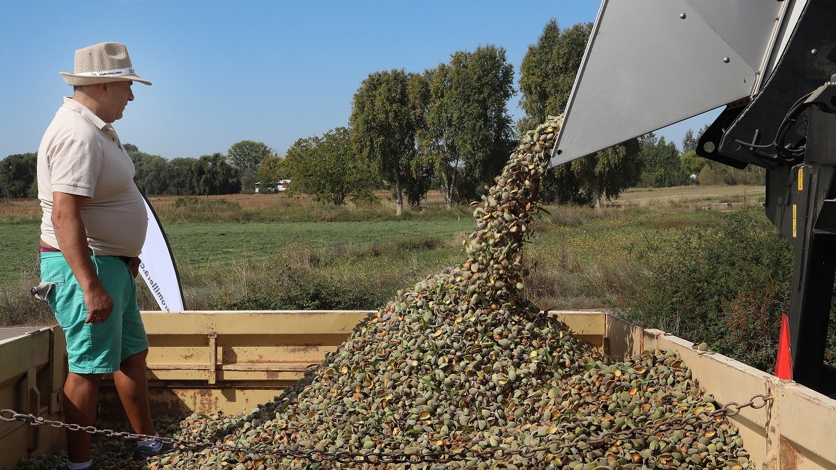 Cosecha de almedras en San Cebrián de Campos, Palencia. -ICAL