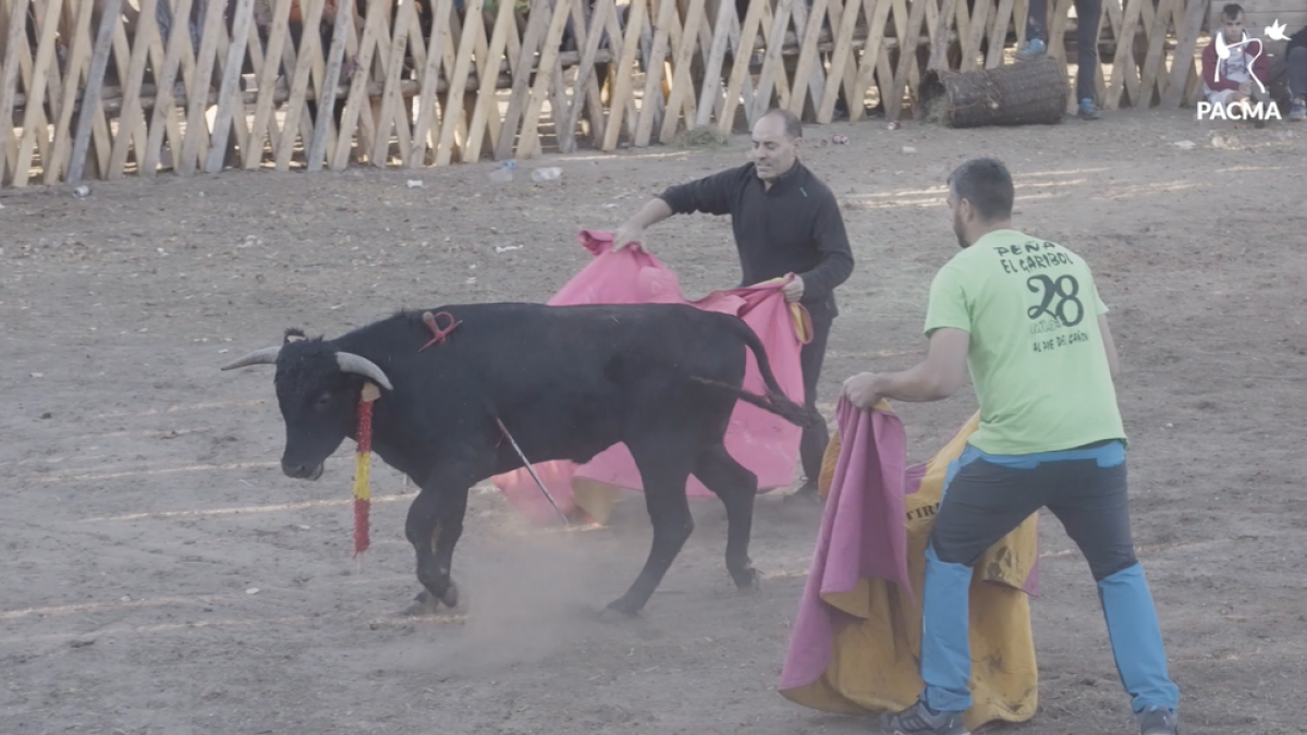 Becerrada en Vinuesa el 17 de agosto de 2022.- PACMA