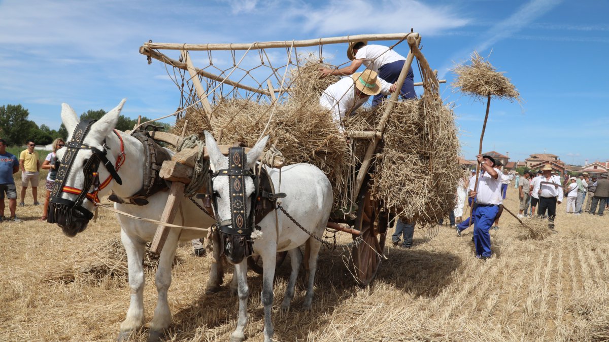 Fiesta de la Trilla en Castrillo de Villavega