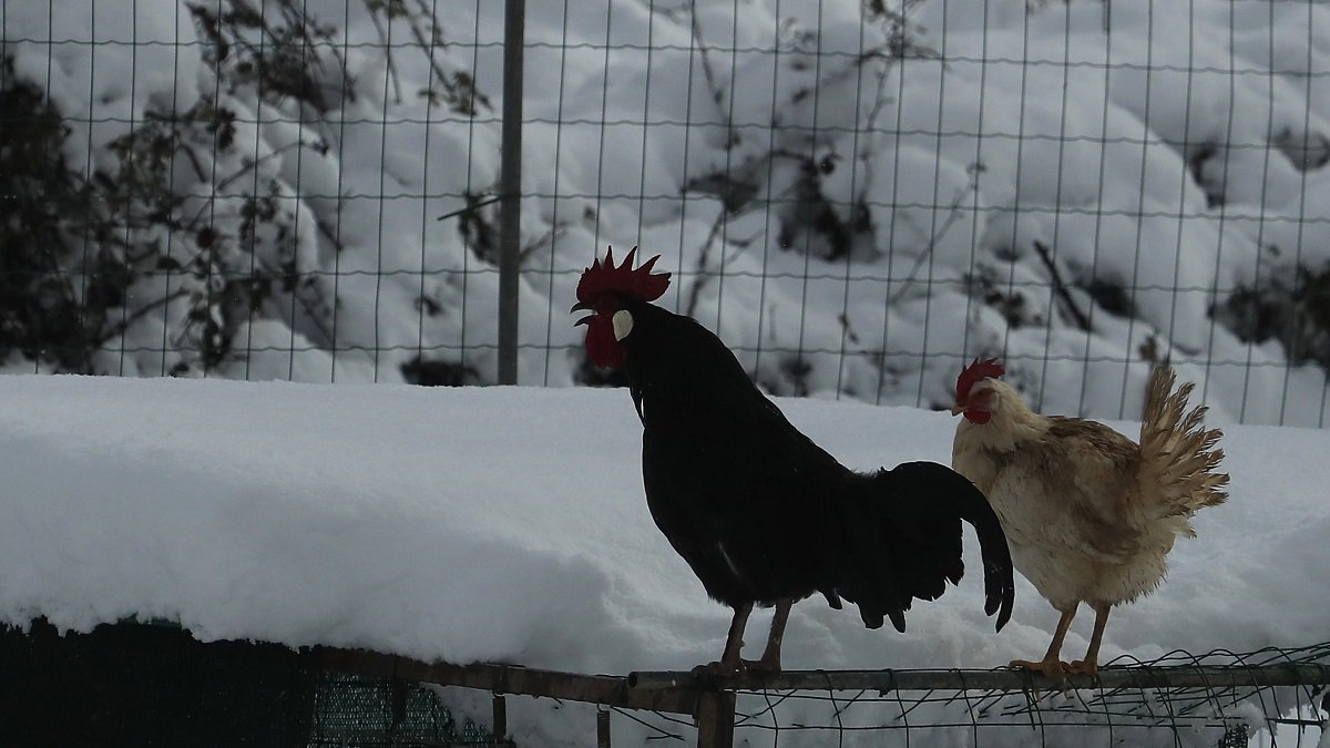 Temporal de nieve en el Bierzo.- ICAL