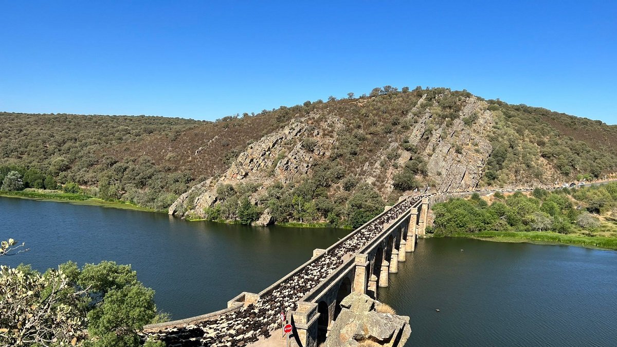 Un rebaño de 2.000 ovejas cruza el puente Quintos en la provincia de Zamora.- ICAL