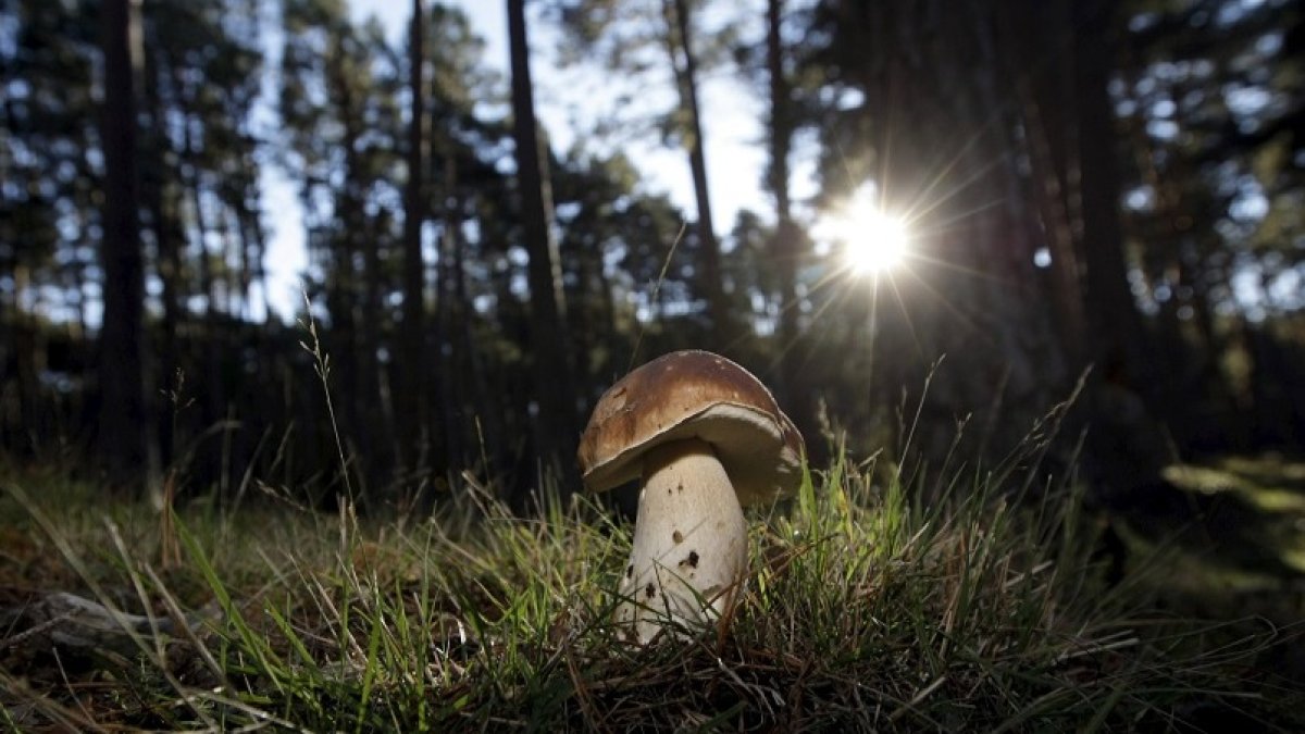 Ávila contará con un gran parque micológico en Sierra de Gredos. E. M.