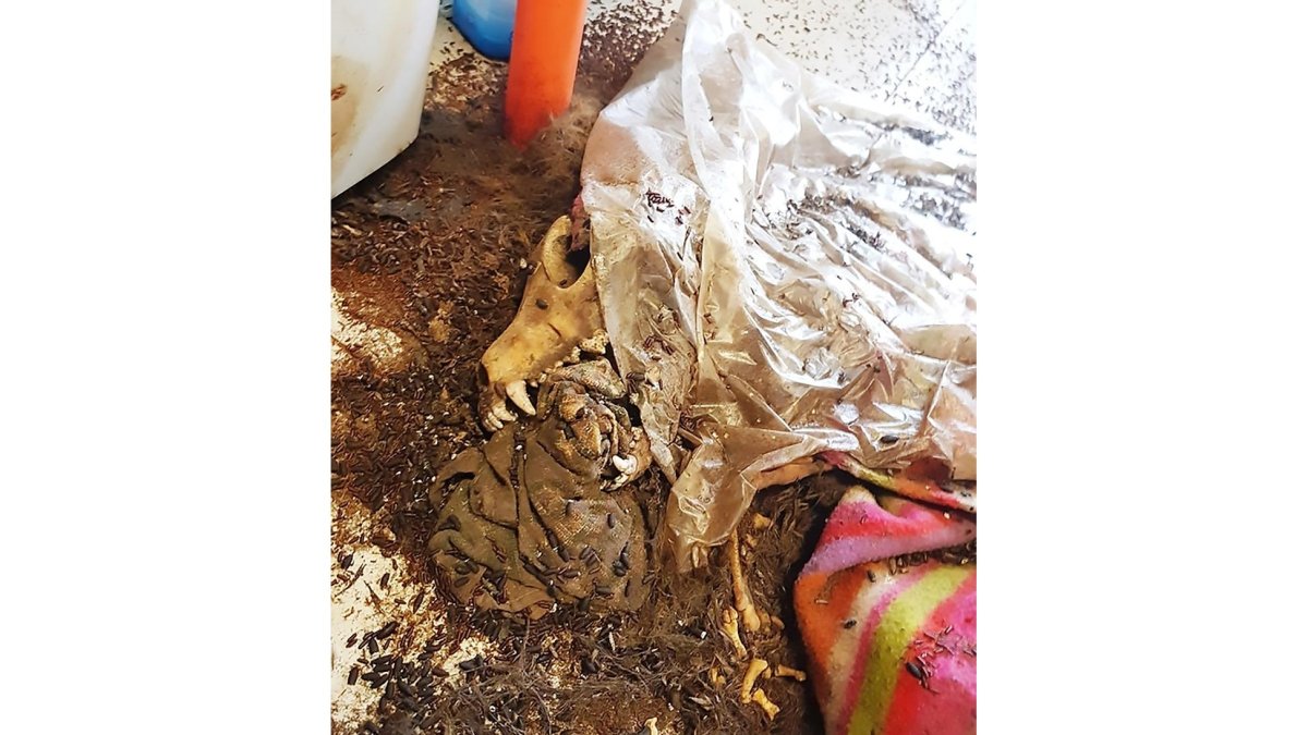 El perro Cooper en el estado hallado por el Seprona en la cocina del domicilio familiar de Santovenia. - EL MUNDO