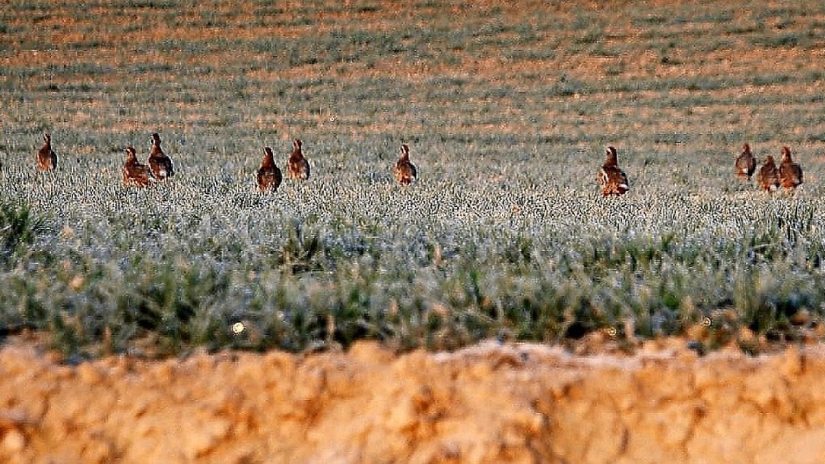 Bandada de perdices captada el último día de la veda de la temporada pasada en uno de los cotos habilitados en Castilla y León. - L.F.