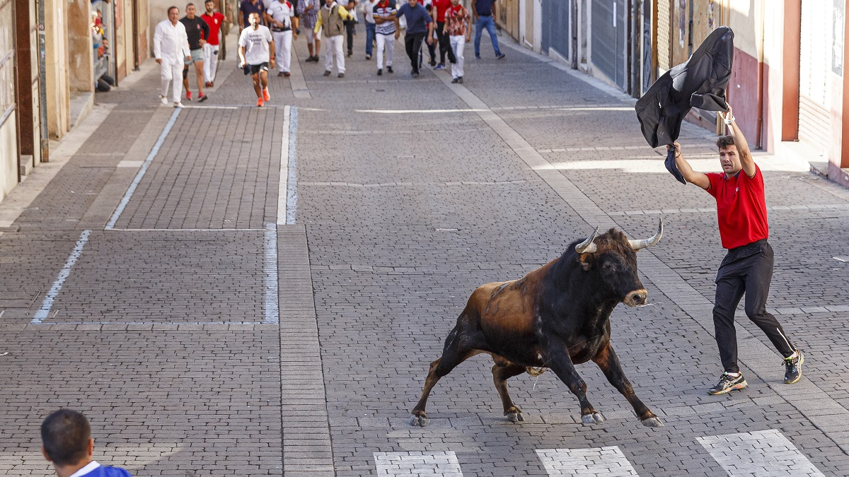 La villa de Cuéllar celebra el cuarto encierro, declarados Fiesta de Interés Turístico Internacional, con toros de la ganadería de Valdemoro.- ICAL