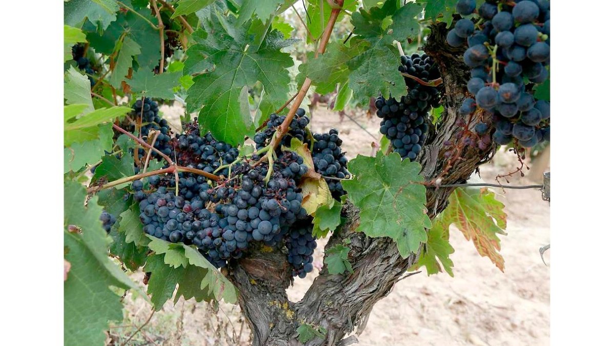 El seguro de la vid y el del cereal son los más importantes tanto en la comunidad como en la provincia burgalesa.  / ECB