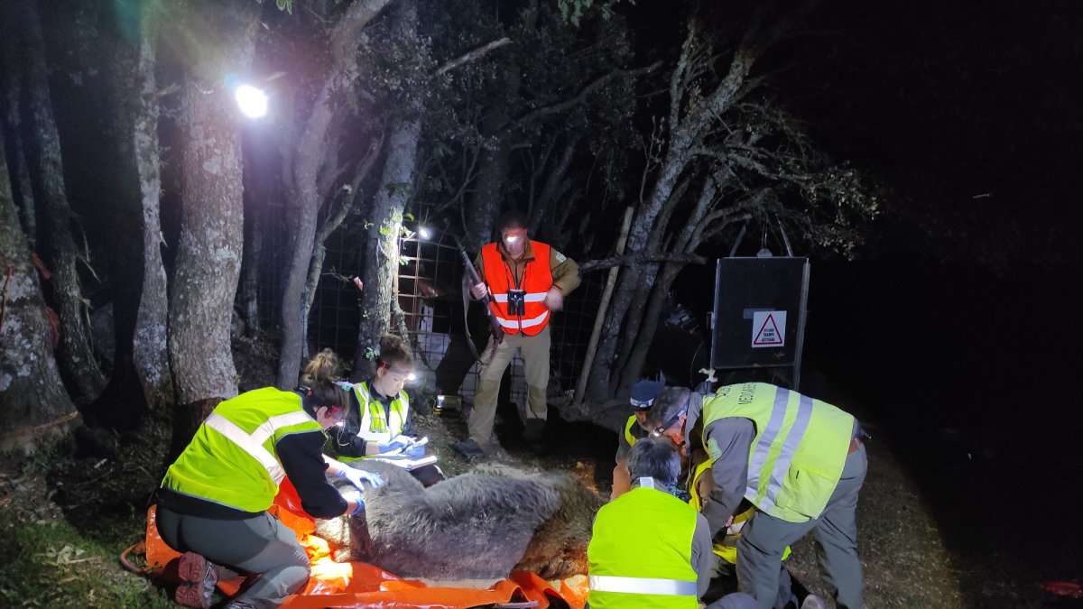 Capturan al primer oso pardo en la montaña de Palencia, una acción de la Junta que es parte del Plan de Radiomarcaje. El proyecto persigue propiciar la convivencia entre la especie y los humanos en la Cordillera Cantábrica así como la mejora de la conservación de la especie. El operativo desplegado instaló un collar con GPS para realizar un seguimiento del ejemplar por geolocalización. - E. M.