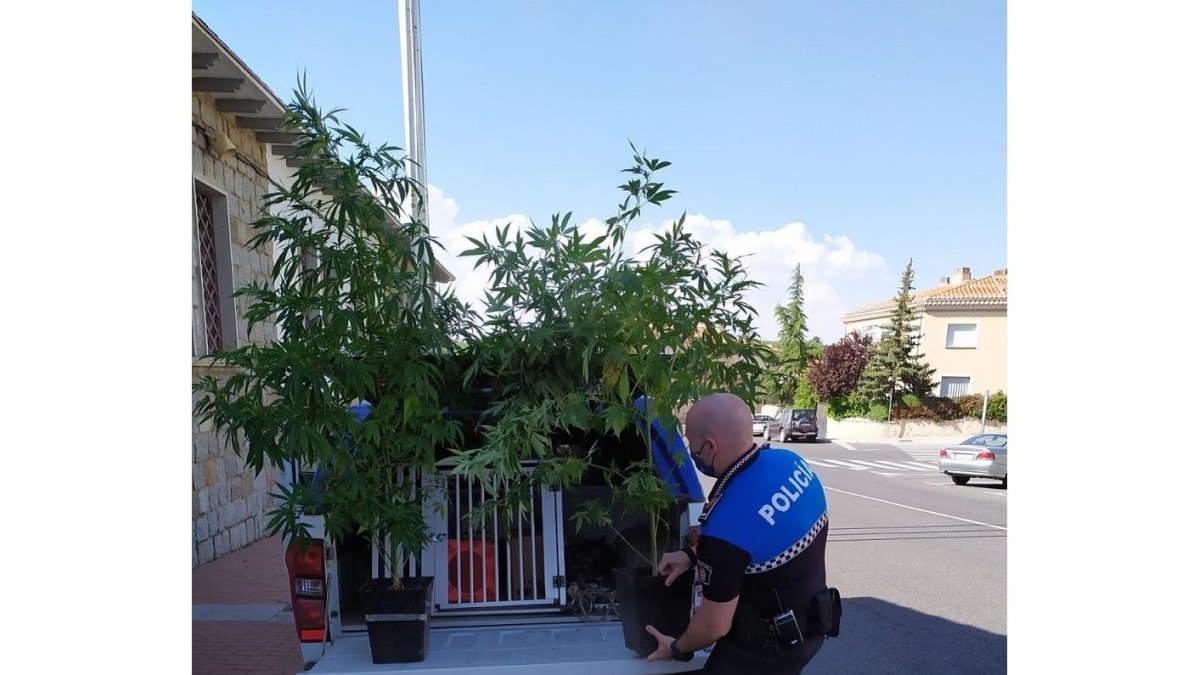 Plantas de cannabis incautadas por la Policía Local de Ávila. - AYUNTAMIENTO DE ÁVILA