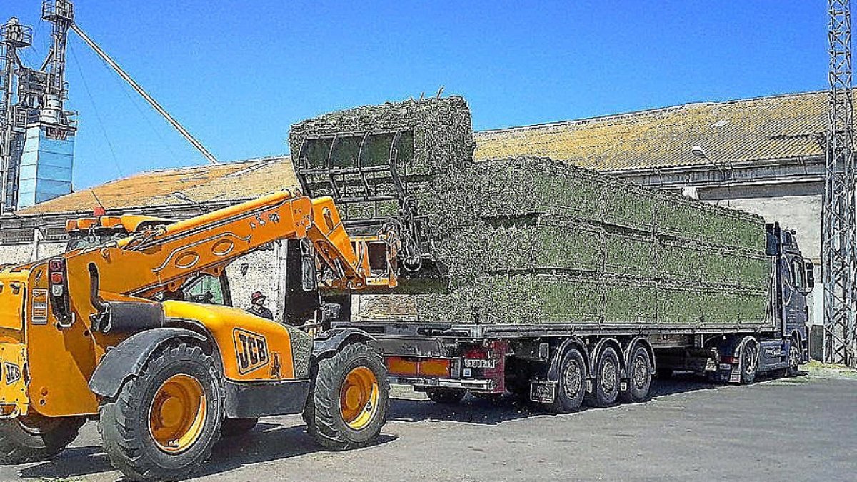 Una máquina coloca las balas de alfalfa deshidratada sobre un remolque. (AEFA)