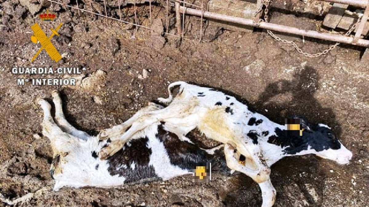 Investigado un ganadero de Casavieja (Ávila), después de aparecer en su explotación 22 vacas muertas