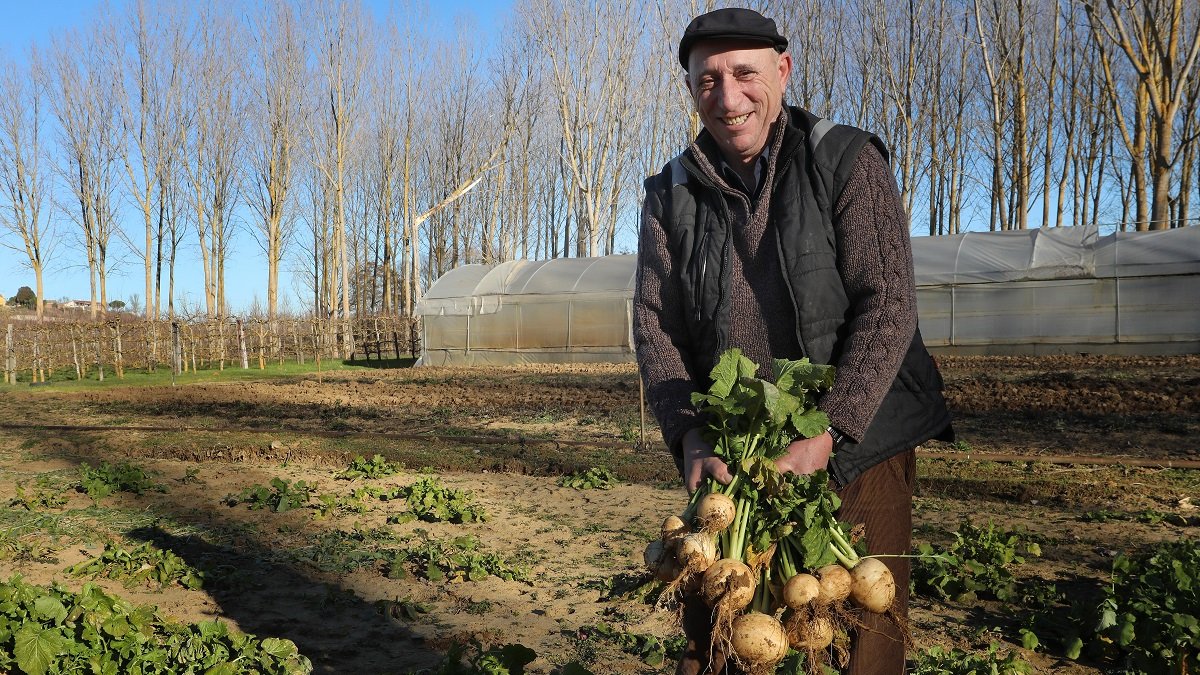 José Carlos González recoge nabos en una parcela cerca de Monzón de Campos (Palencia).- ICAL