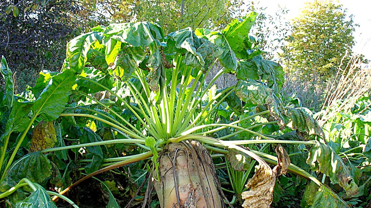 Remolacha azucarera en el campo de cultivo. PQS / CCO