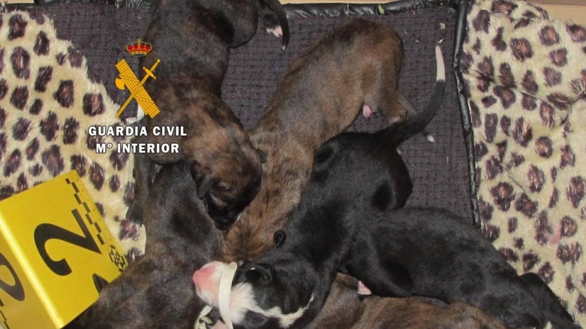 Cachorros de galgos recién nacidos abandonados en Toro (Zamora).- GUARDIA CIVIL DE ZAMORA.