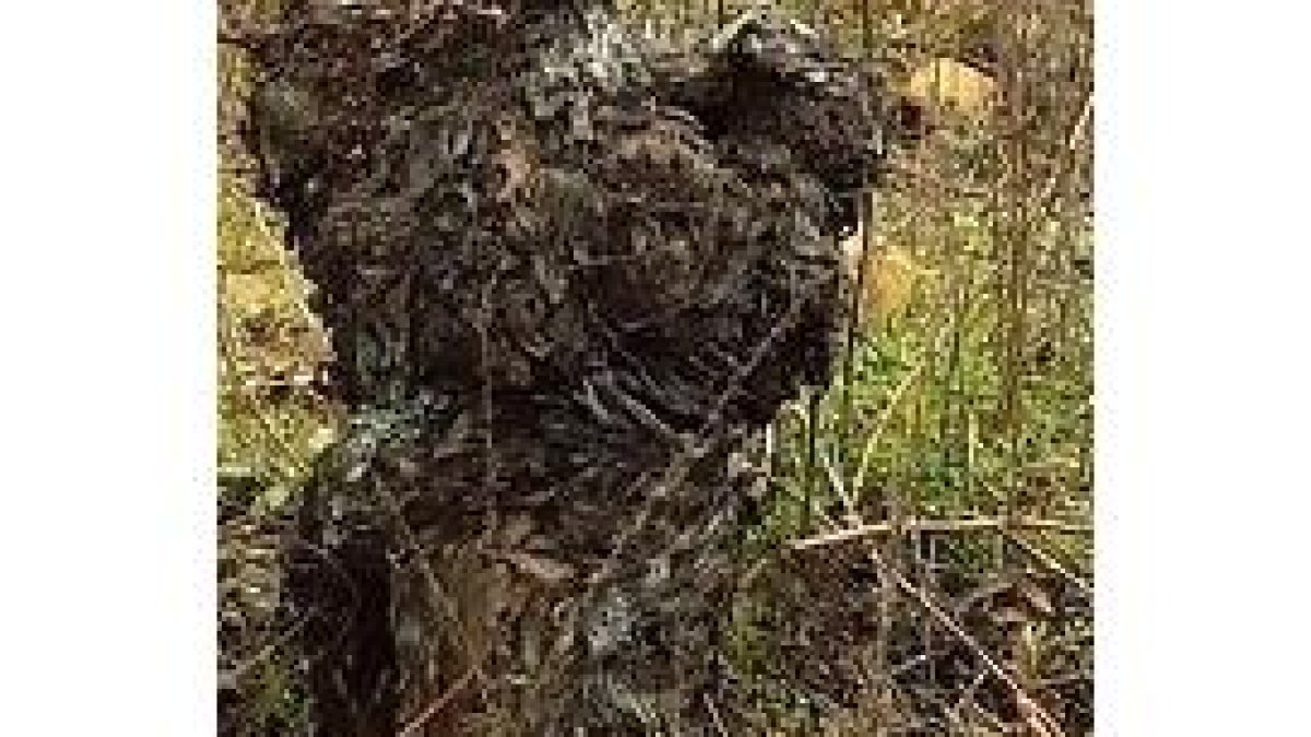 viñas
