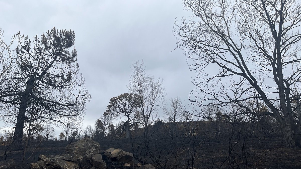 Imagen de una de las zonas de la Sierra de la Culebra afectadas por el incendio, con numerosos árboles calcinados.- E. M.