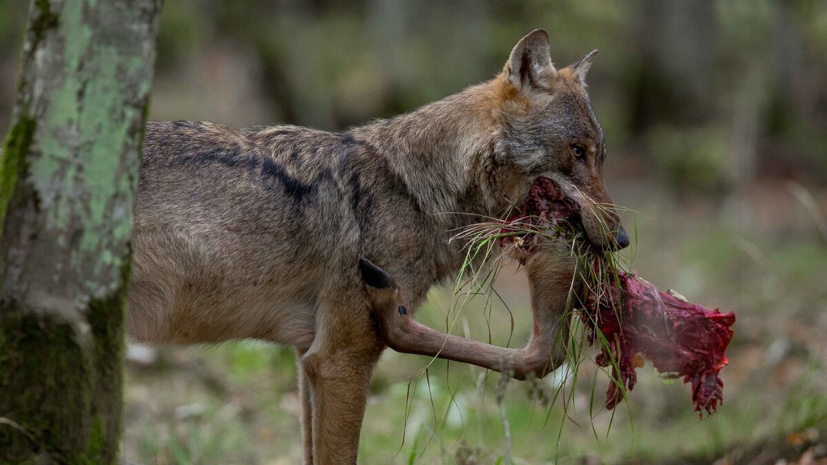 Un ataque de lobo, en una imagen de archivo. -E.M.