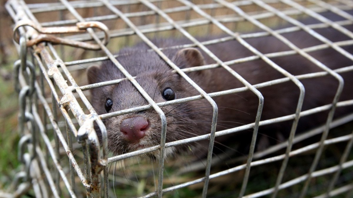 Visón americano en las Lagunas de La Nava, Palencia | ICAL
